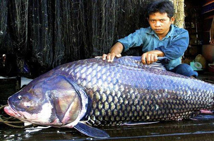 Cá chép lớn nhất là loại cá sống ở vùng Đông Nam Á. Nó có thể dài tới 3m. Thức ăn chủ yếu của chúng là hoa quả, tảo và sinh vật phù du.